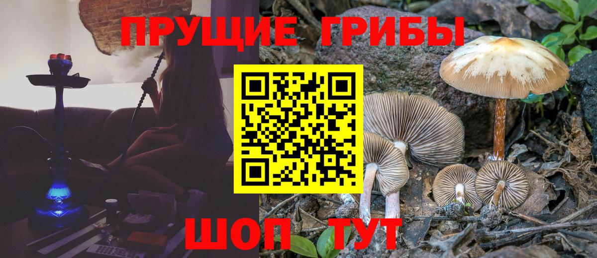 Галлюциногенные грибы Psilocybine cubensis  Вход с VPN  Псилоцибиновые грибы GOLDEN TEACHER  Кемерово 